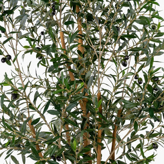 7' Olive Tree