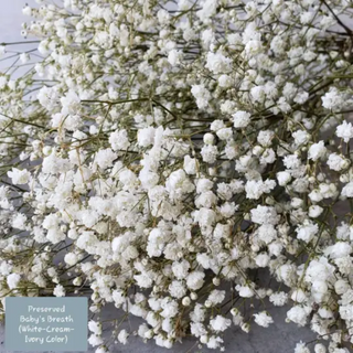 Preserved Baby's Breath Bunch