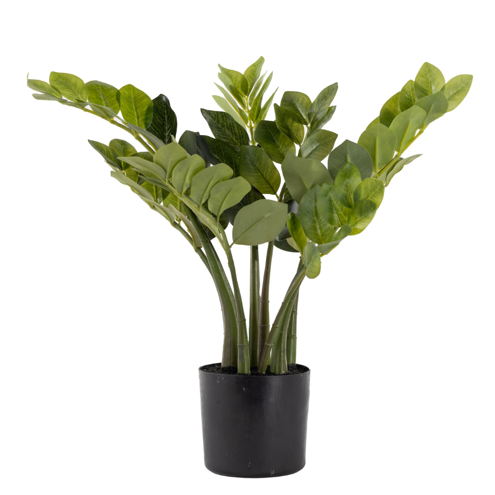 18 inch zz plant 18" Potted ZZ Plant