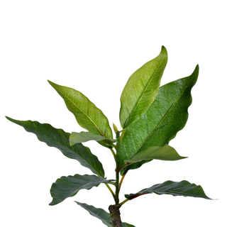 6' Potted Nandina Tree