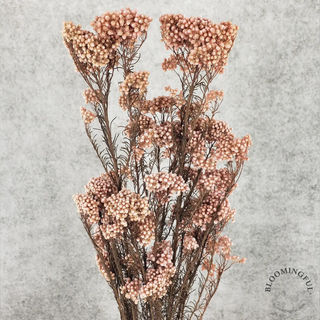 Preserved Rice Flower - Dusty Pink