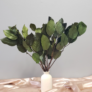 Preserved Salal Lemonleaf Greenery