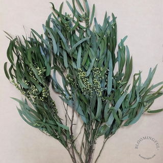 Preserved Seeded Willow Eucalyptus- Green (Standard/Offcrop)