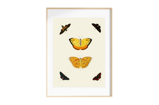 Butterfly Art Print