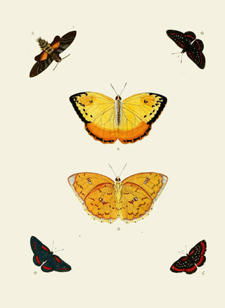 Butterfly Art Print