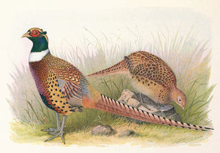 Pheasants Art Print