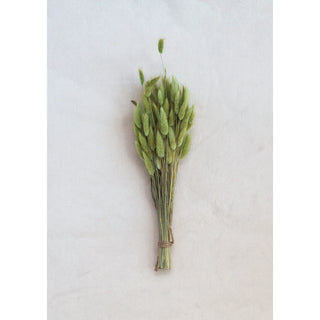 Dried Natural Bunny Tail Grass Bunch