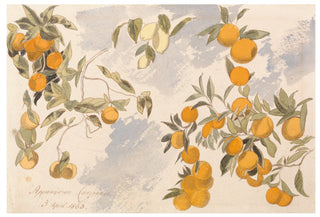 Citrus Tree